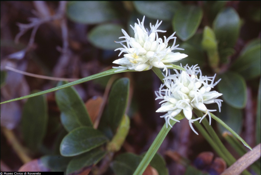 Carex baldensis (foto Giorgio Perazza)