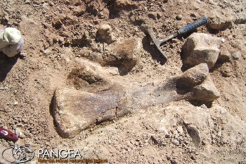 In Patagonia alla scoperta dei dinosauri