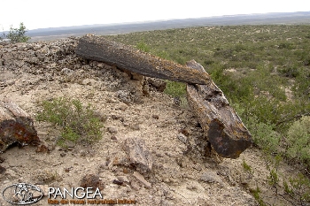 In Patagonia alla scoperta dei dinosauri