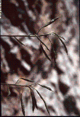 Brassica repanda subsp. baldensis Brassica repanda subsp. baldensis