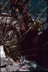Brassica repanda subsp. baldensis Brassica repanda subsp. baldensis
