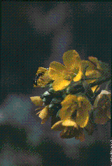 Brassica repanda subsp. baldensis Brassica repanda subsp. baldensis