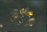 Brassica repanda subsp. baldensis Brassica repanda subsp. baldensis