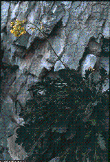 Brassica repanda subsp. baldensis Brassica repanda subsp. baldensis
