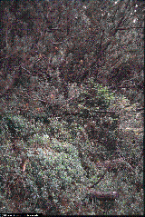 Pinus mugo