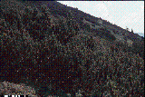 Pinus mugo