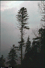 Abies alba