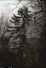 Abies alba Abies alba