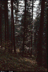 Abies alba Abies alba