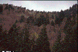 Abies alba Abies alba
