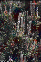 Pinus mugo