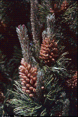 Pinus mugo