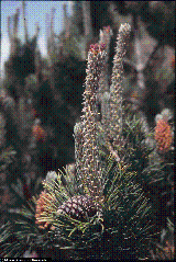 Pinus mugo