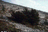 Pinus mugo