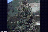 Pinus Cembra Pinus Cembra