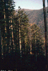 Abies alba Abies alba