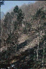 Pinus mugo X sylvestris
