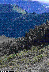 Pinus mugo