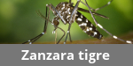Zanzara-tigre