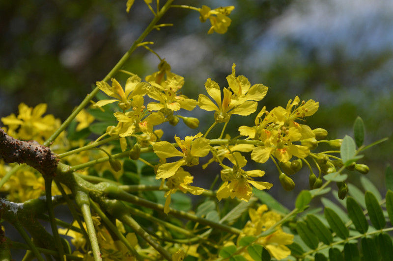 Conzattia multiflora (B.L.Rob.) Standl.
