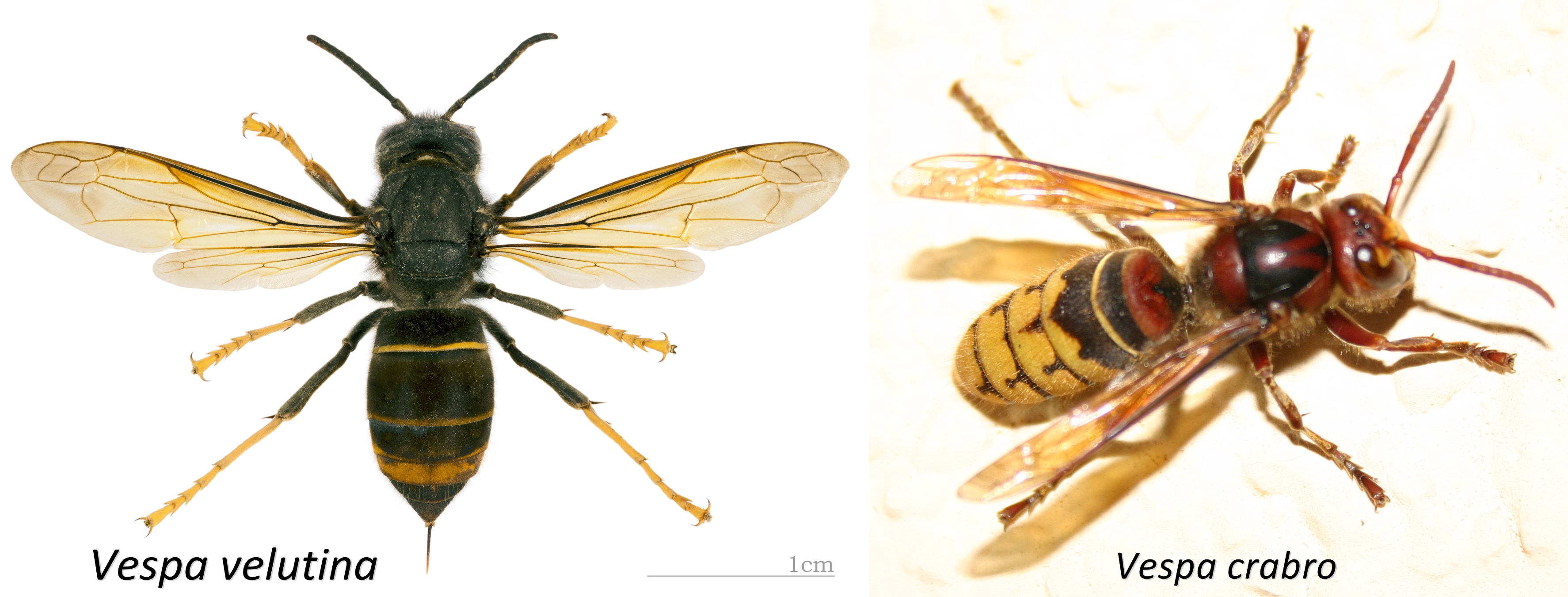 vespa velutina crabro confronto