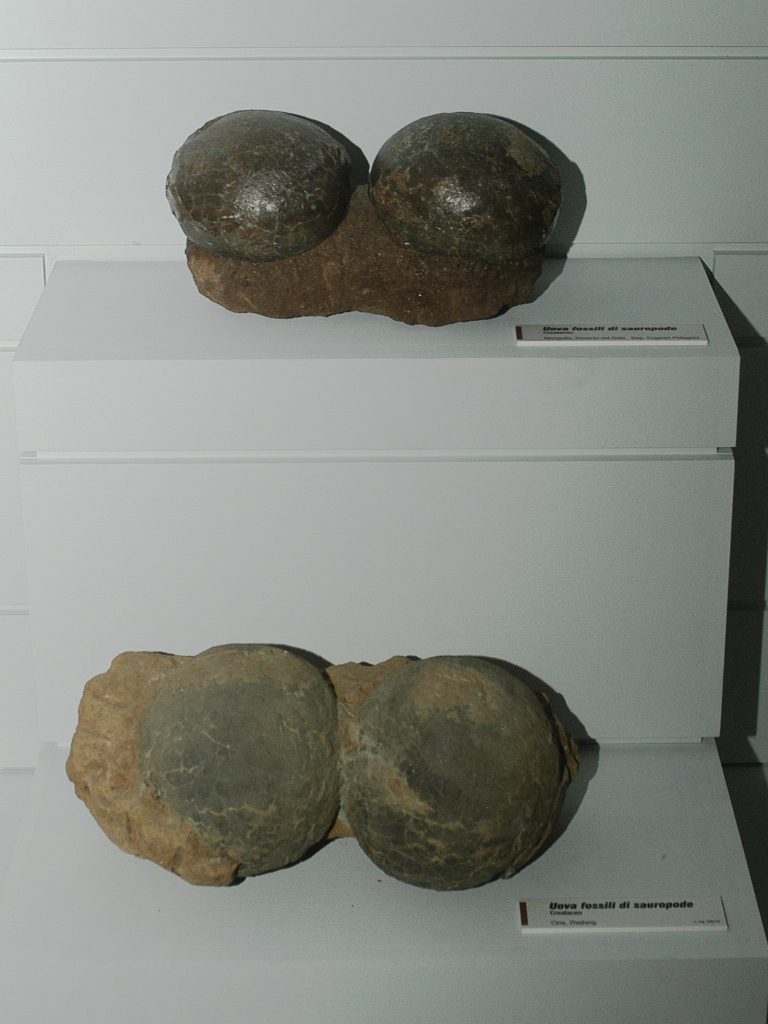 Uova di Dinosauro Sauropode (Fondazione Museo Civico di Rovereto)
