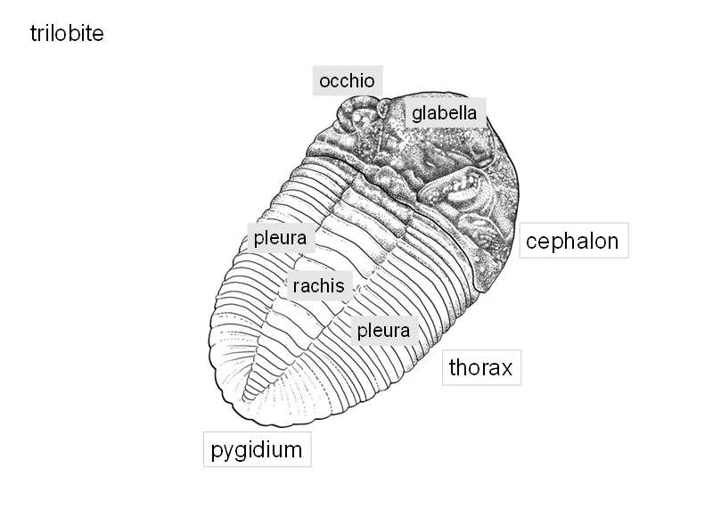 Trilobite -anatomia