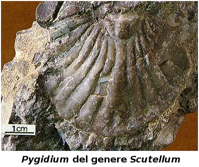 Trilobite -anatomia: Pygidium del genere Scutellum