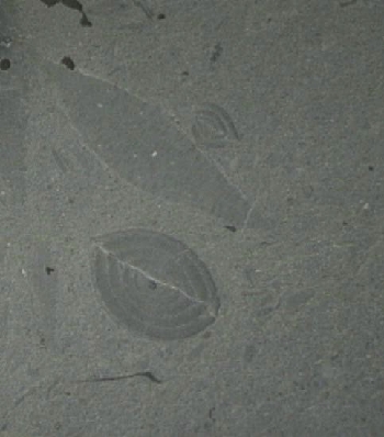 Ronzo Chienis | 4. Calcari a foraminiferi al microscopio