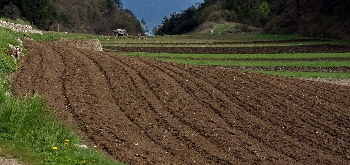 Ronzo Chienis | 1. Tipici campi terrazzati della Val di Gresta