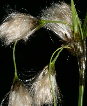 Ronzo Chienis | 2. Eriophorum latifolium, specie in regresso tipica di prati umidi