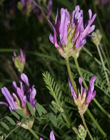 Ronzo Chienis | 4. Astragalus onobrychis specie in regresso tipica di prati aridi