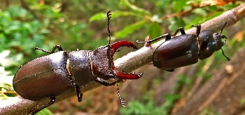 Ronzo Chienis | 1. Lucanus maschio e femmina