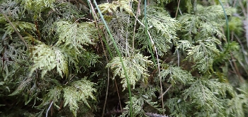 Ronzo Chienis | 1. Hylocomium splendens, muschio frequente nel sottobosco presso le “Giazère”