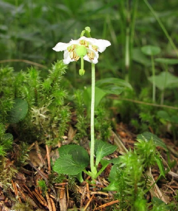 Ronzo Chienis | 3. Moneses uniflora, presente presso le “Giazère”