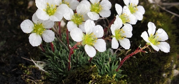Ronzo Chienis | 1. Saxifraga burserana: specie endemica delle Alpi orientali, rara sulle rupi del M. Stivo