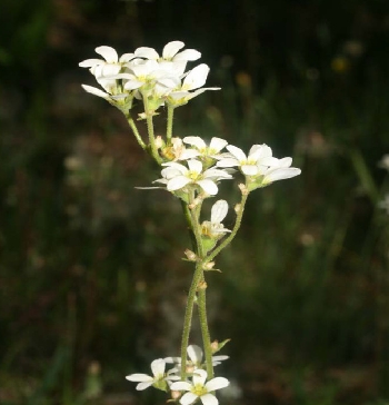 Ronzo Chienis | 2. Saxifraga bulbifera: specie mediterranea presente presso Corniano
