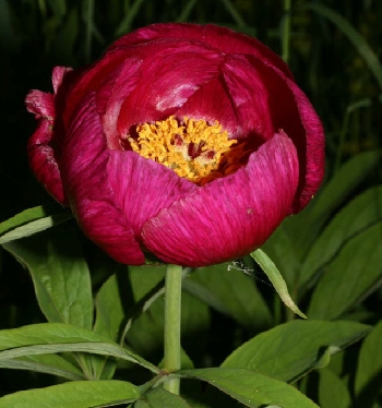 Ronzo Chienis | 3. Paeonia officinalis: fiorisce tra aprile e maggio ed è diffusa in Val di Gresta
