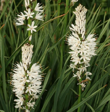 Ronzo Chienis | 4. Asphodelus albus: abbellisce le praterie dell’alta Val di Gresta