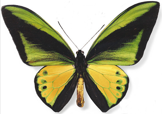 51a ENTOMODENA