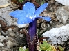 Presentazione della 'Flora del Trentino'