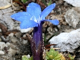 Presentazione della 'Flora del Trentino'