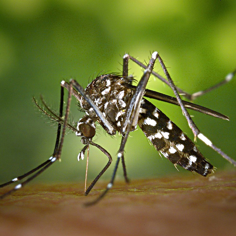 Zanzara tigre | Aedes albopictus