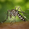 Zanzara tigre | Aedes albopictus