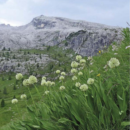 Flora dolomitica