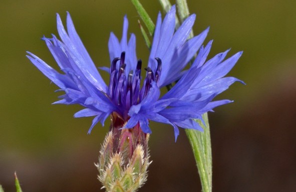 Il fiordaliso (Centaurea cyanus)