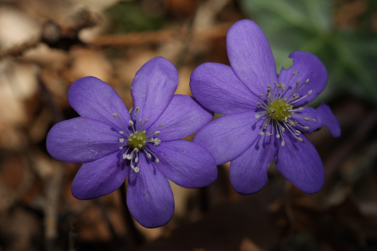 Hepatica nobilis