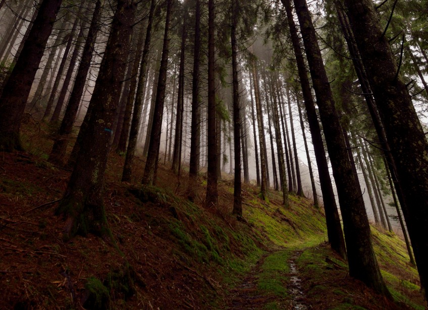 sottobosco