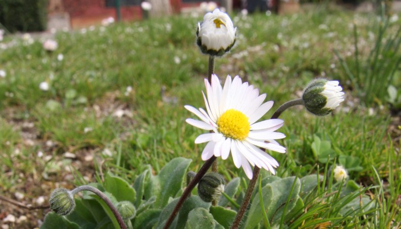 Bellis perennis