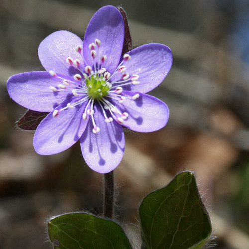 Hepatica nobilis | Archivio Fondazione MCR, foto Filippo Prosser 2008